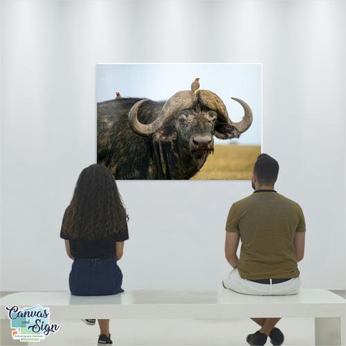  - African Buffalo 2