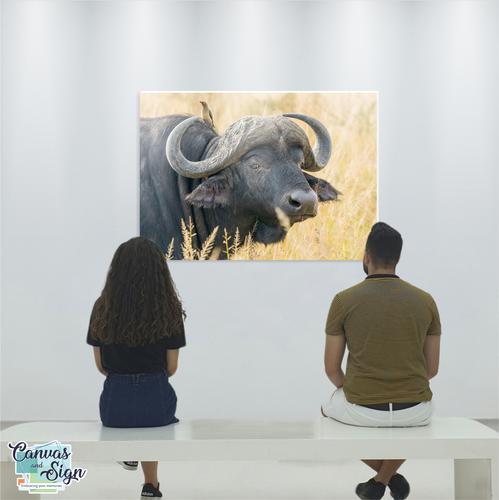  - African Buffalo 3