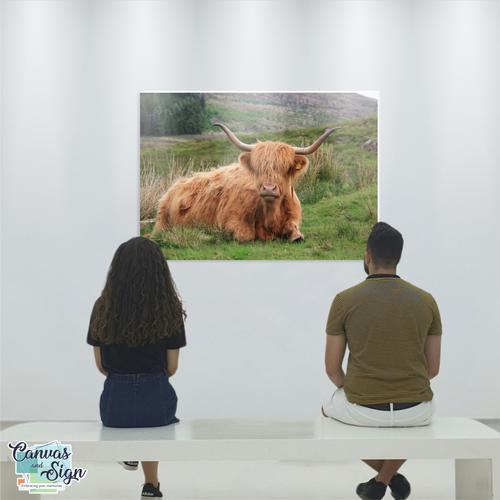  - Highland Cattle 2