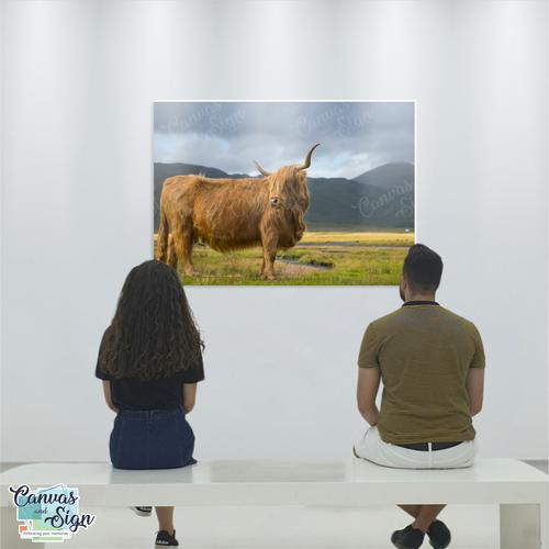  - Highland Cattle 4