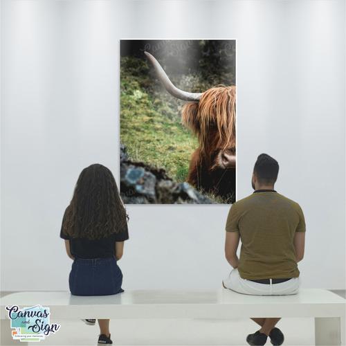  - Highland Cattle Cow 10