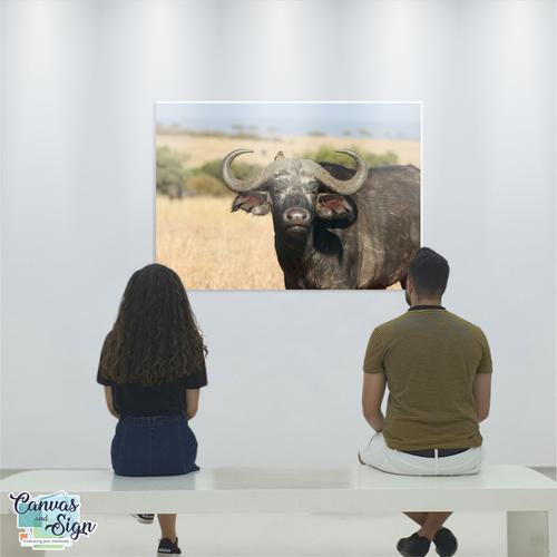  - African Buffalo 1